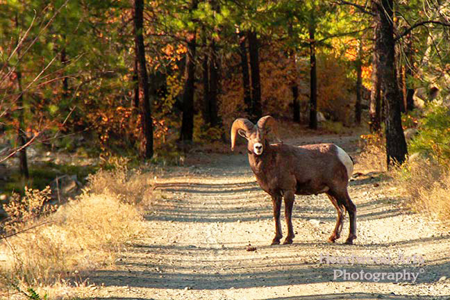 Bighorn Sheep