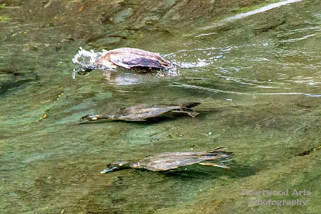 Diving Harlequin Ducks
