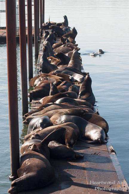 Sea Lions