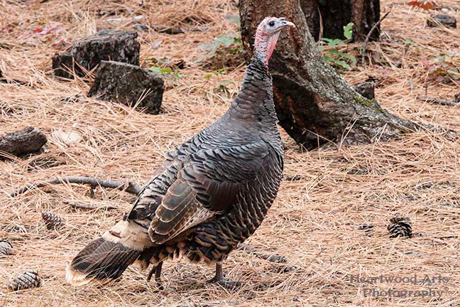 Wild Turkey