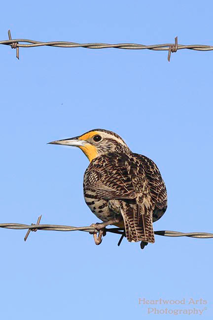 Western Meadowlark