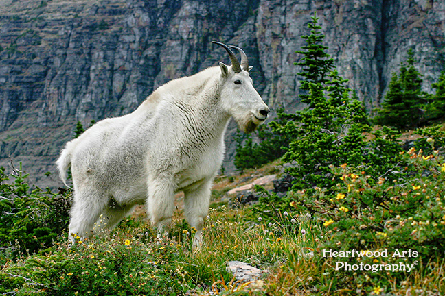 Glacier Park Mountain Goat