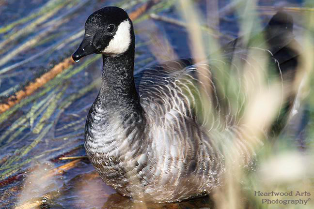 Cackling Goose