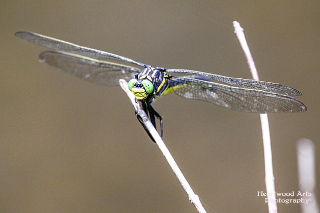 Dragonfly