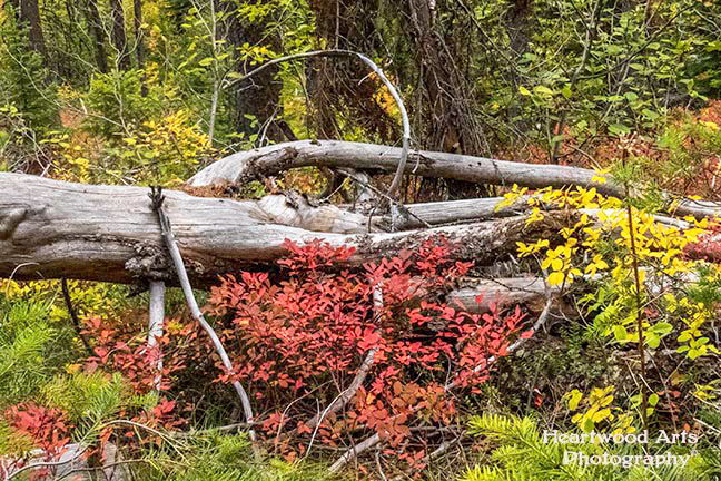 Autumn in Montana