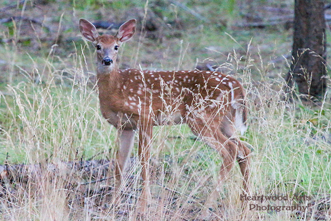 Whitetail Fawn