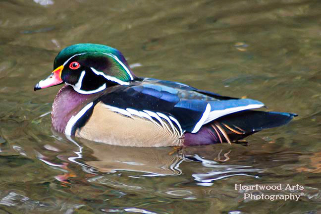 Male Wood Duck
