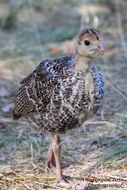 Wild Turkey Chick