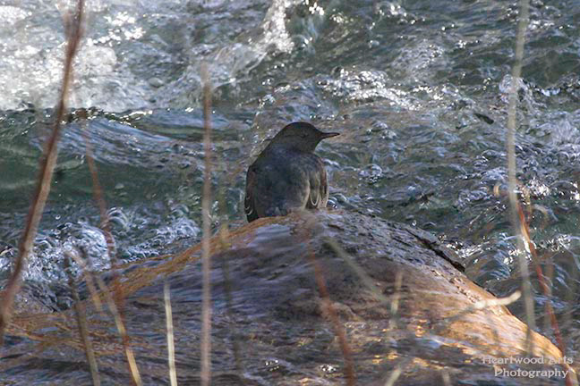 American Dipper
