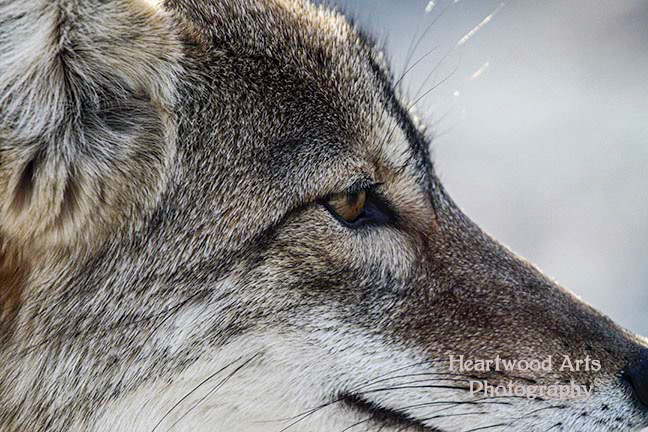 Coyote in Death Valley