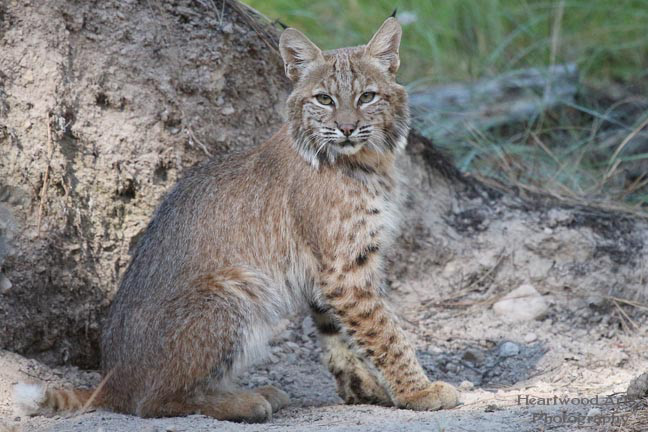 Bobcat