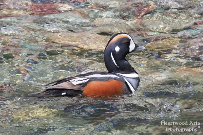Harlequin Duck, Male