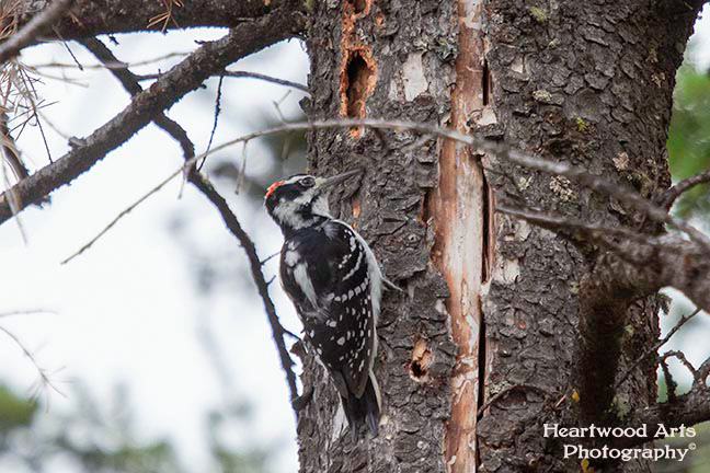 Juvenile Hairy Woodpecker