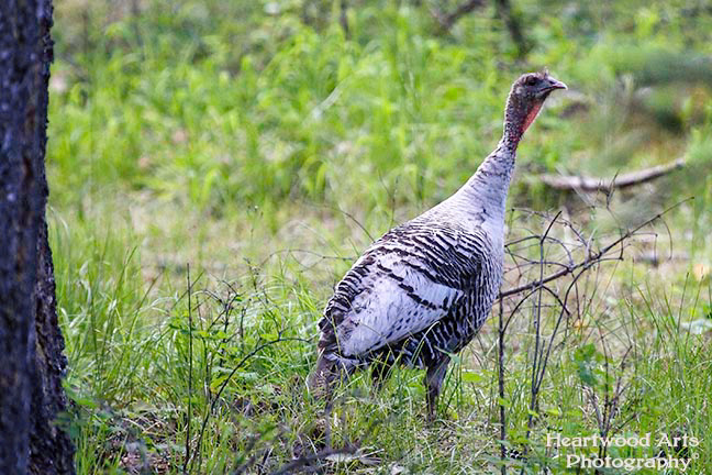 Leucitic Wild Turkey
