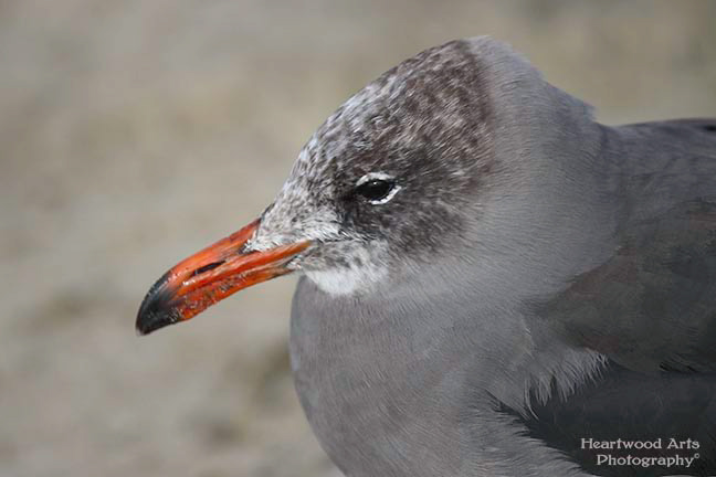 Heermann's Gull