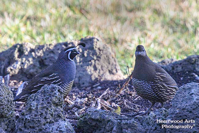 Pair of California Quail