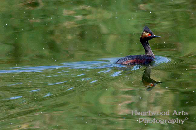 Eared Grebe