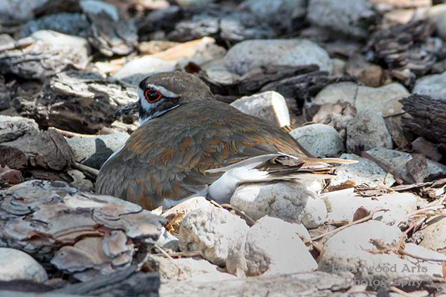 Killdeer, Female