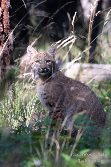 Bobcat