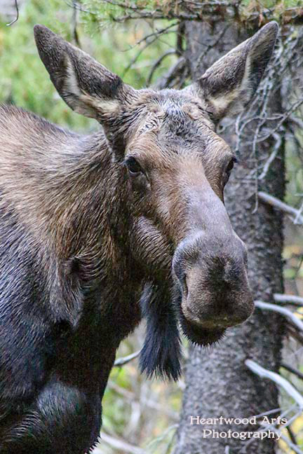 Moose