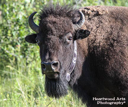 Bison