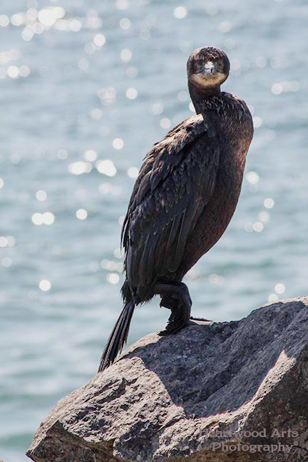 Double-crested Cormorant