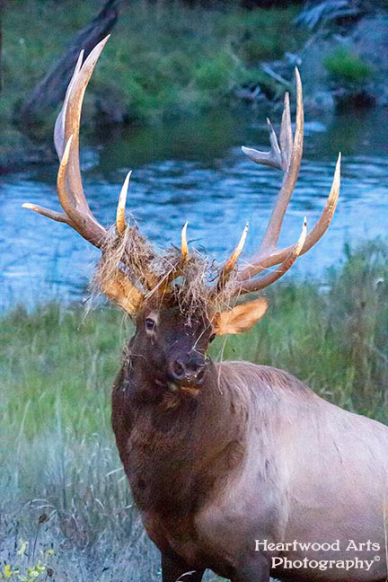 Bull Elk