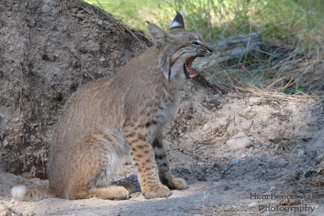 Bobcat