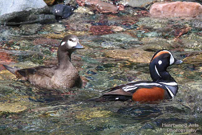 Harlequin Ducks