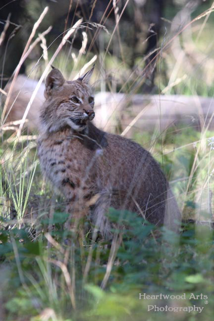 Bobcat