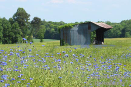 Spring in the Country