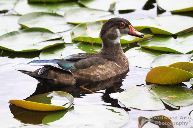 Wood Duck, male