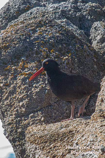 Black Oystercatcher