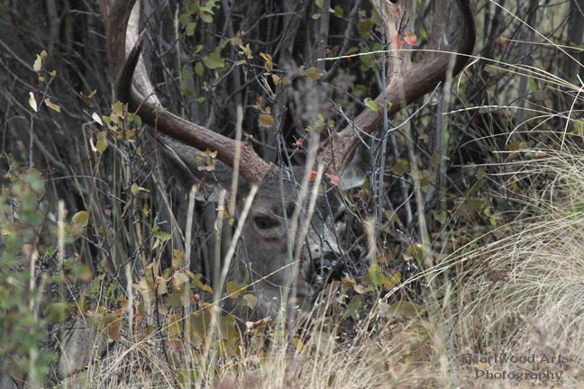 White-tailed Deer