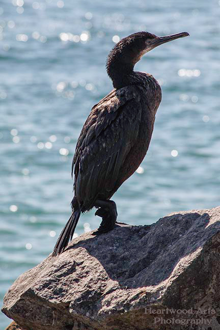 Double-crested Cormorant