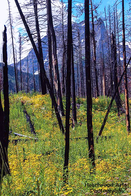 After the Fire