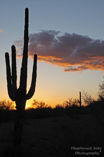 Sonoran Sunset