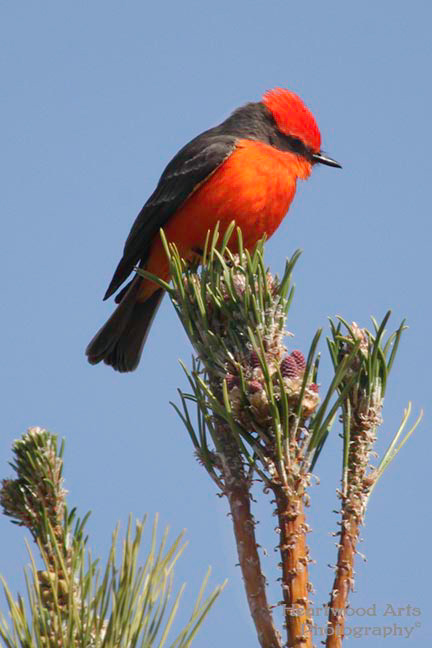 Vermillion Flycatcher