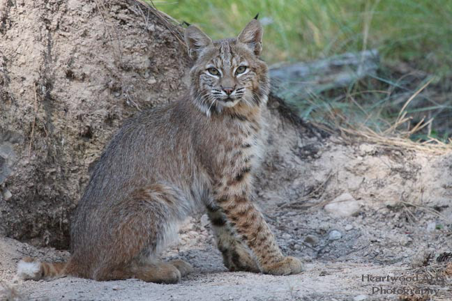 Bobcat, Plains, MT