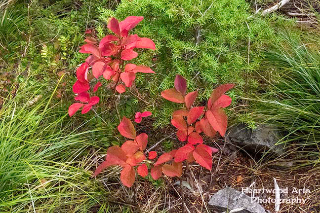 Autumn Colors