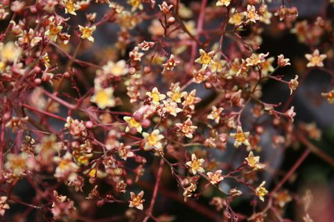 Perückenstrauch - coggygria 