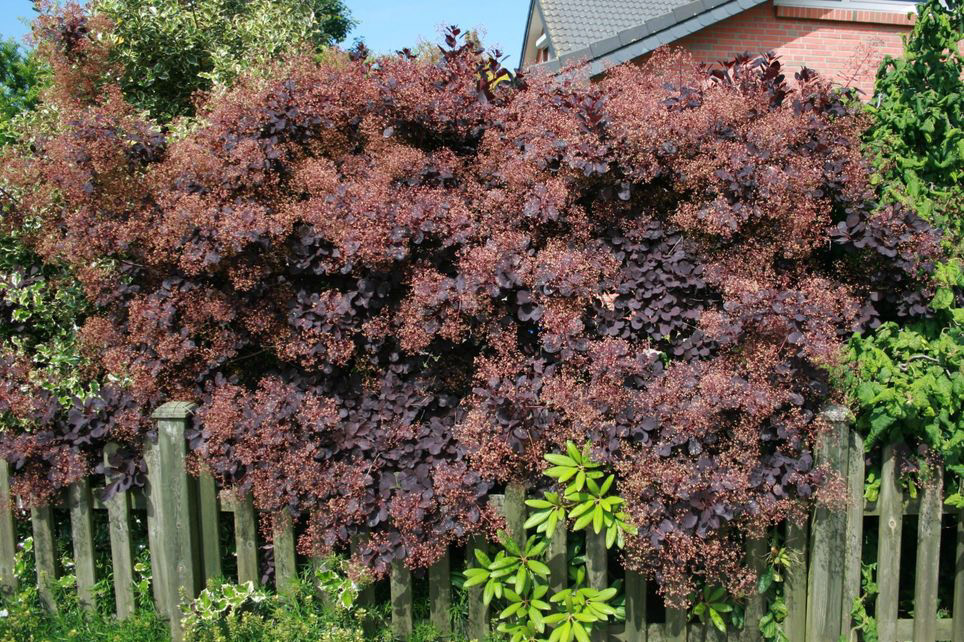 Perückenstrauch - coggygria 