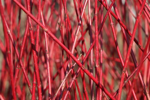 Hartriegel - Cornaceae 