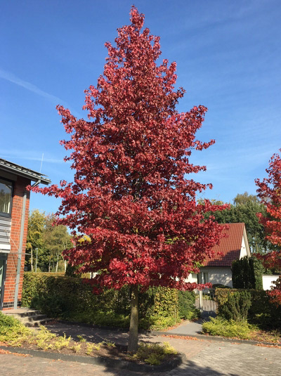 Amberbaum - Liquidambar styraciflua