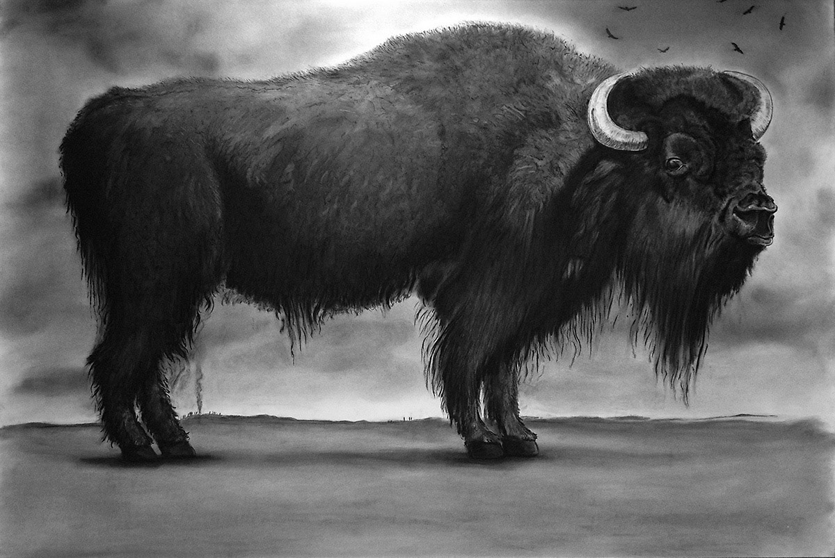 American Bison