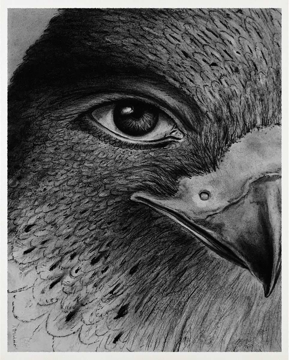 Eye of the Falcon