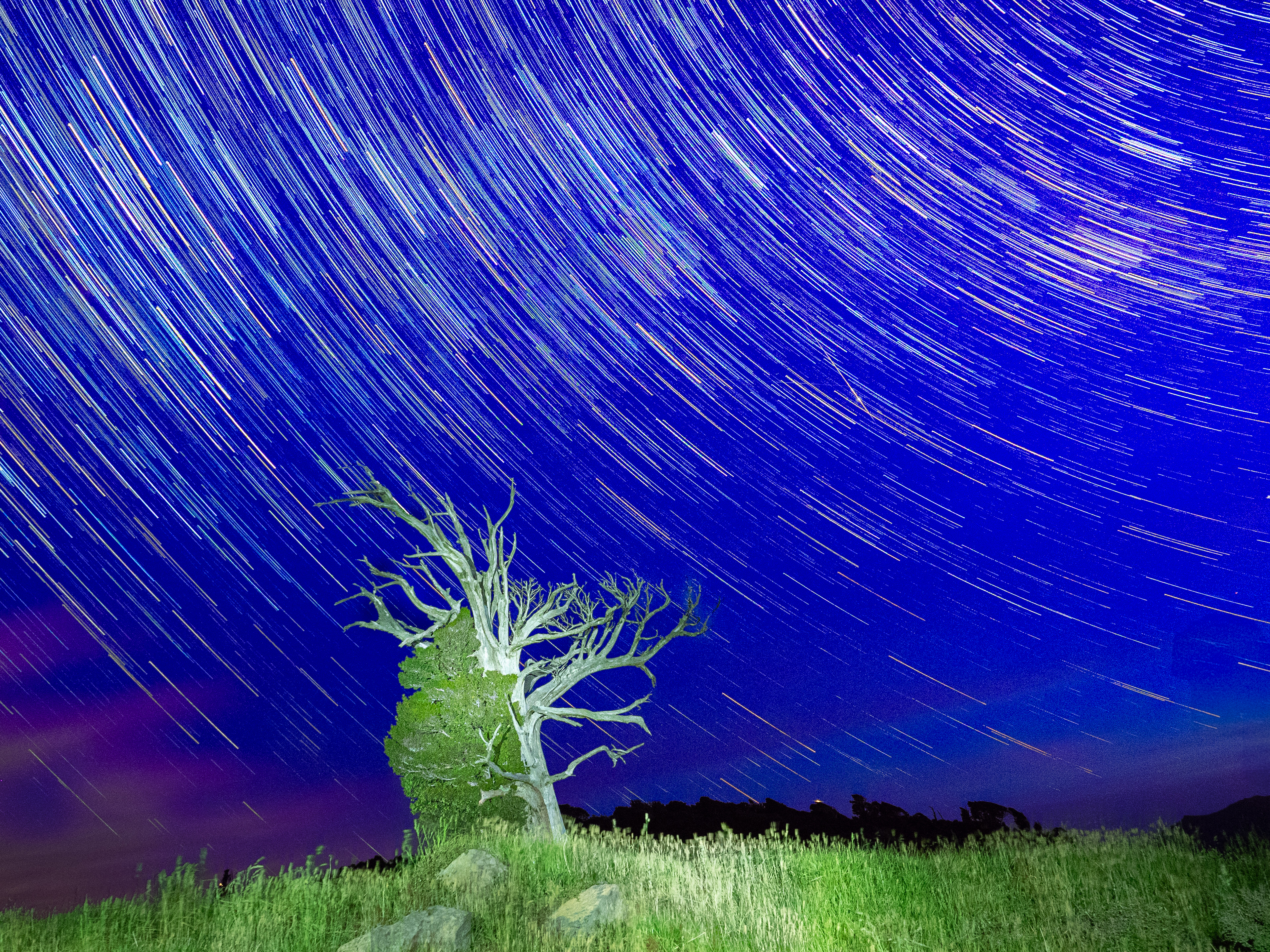 Cosmic Tree