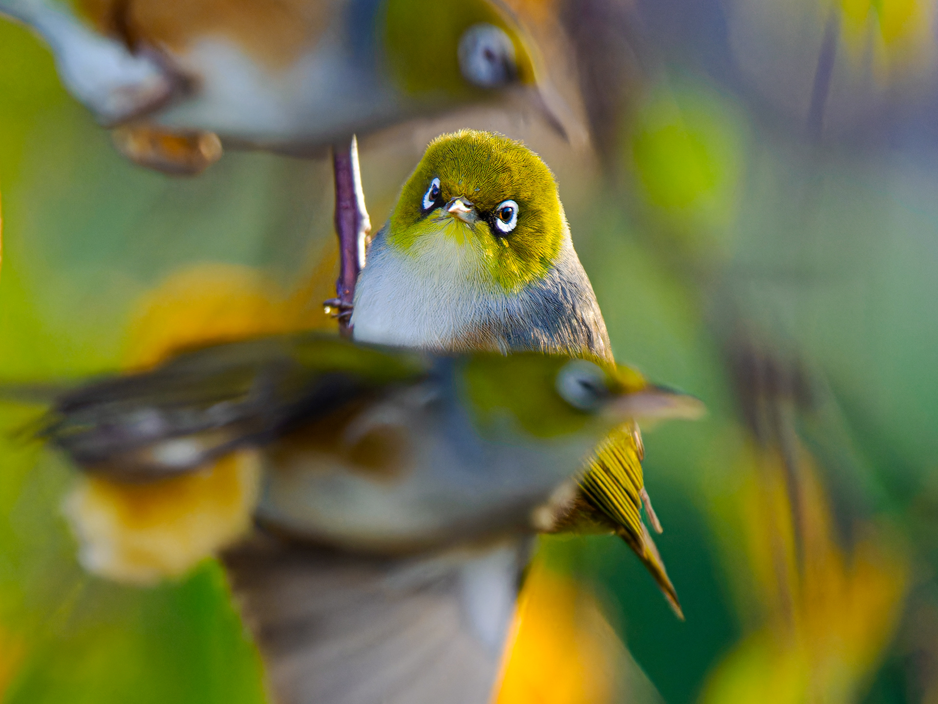 Waxeye Flyby