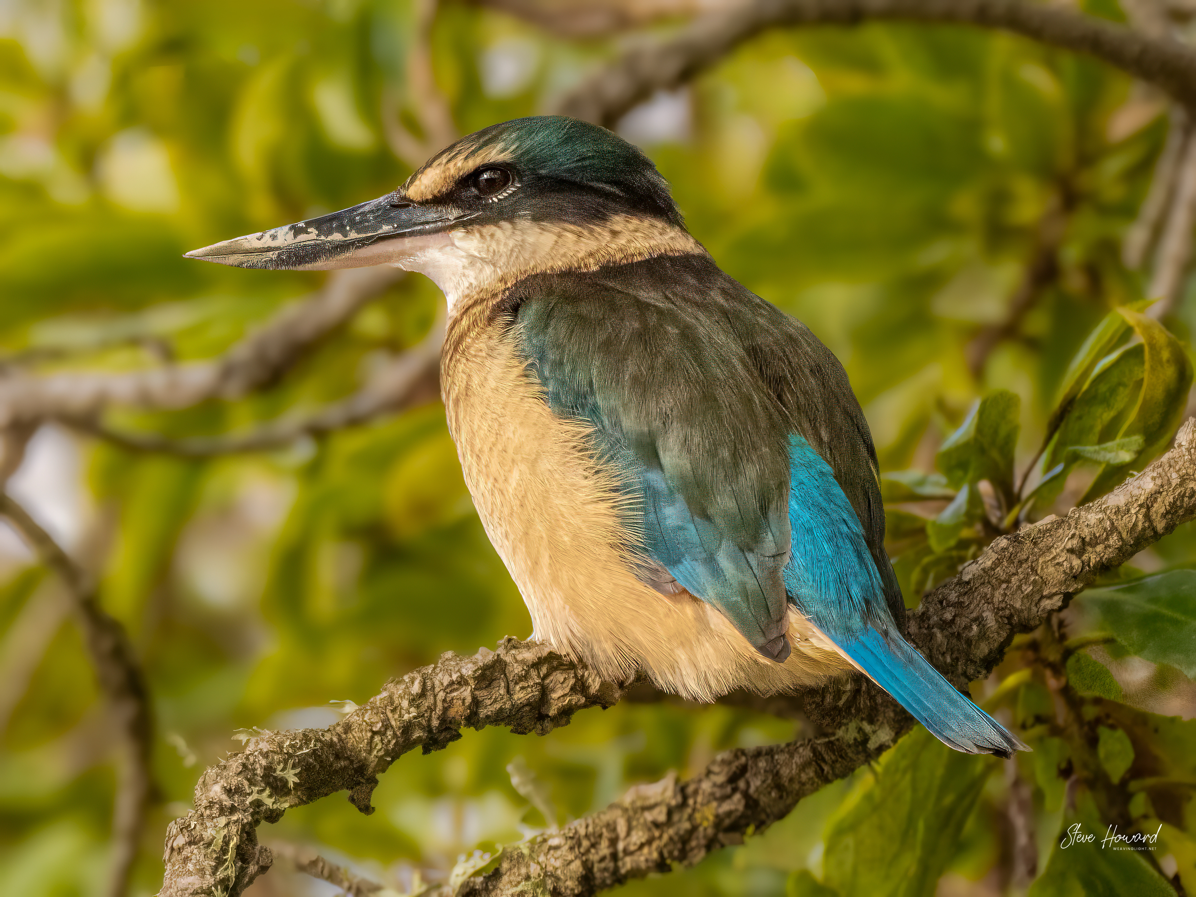 Kingfisher Posing