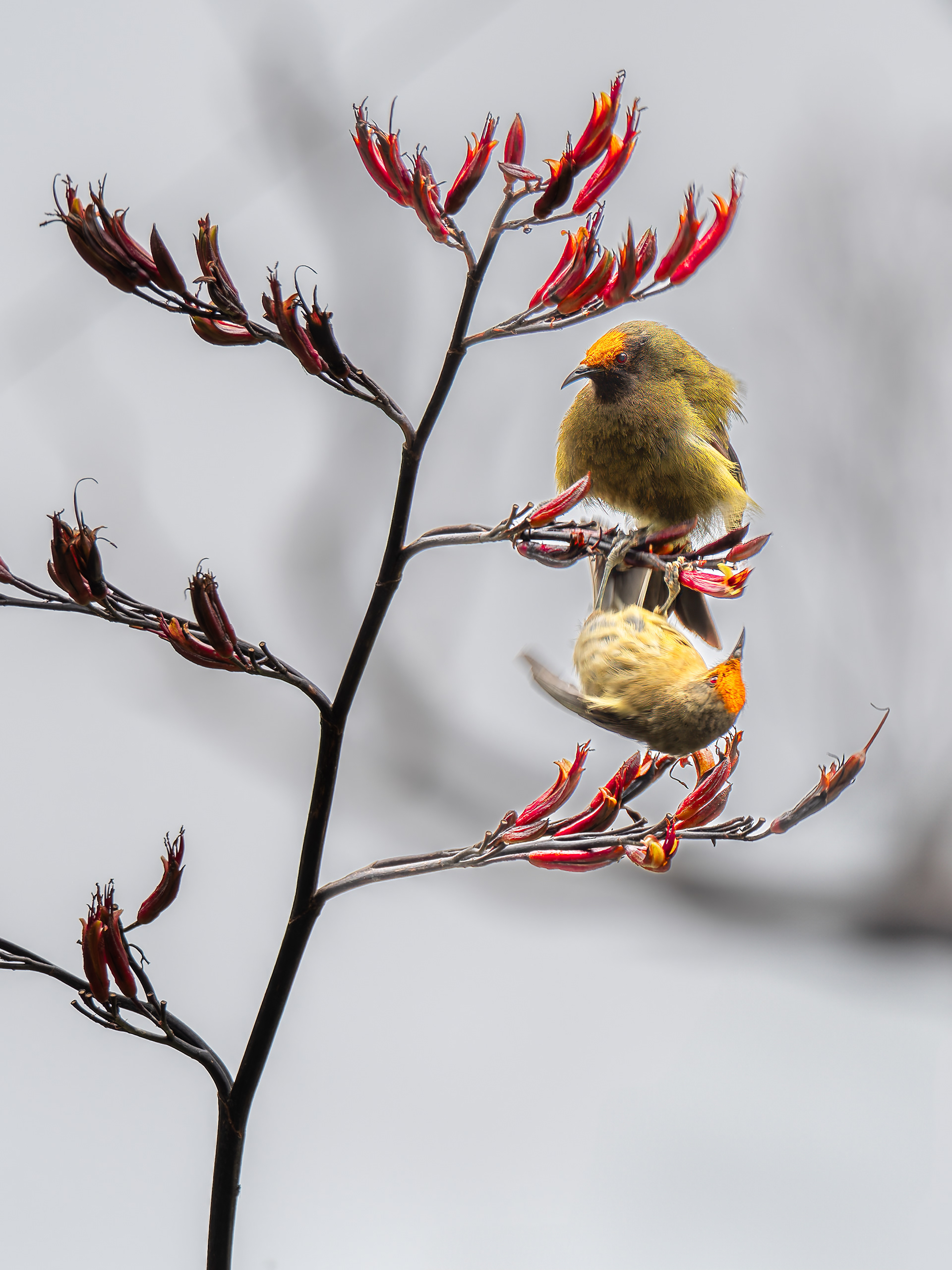 Acrobatic Bellbirds